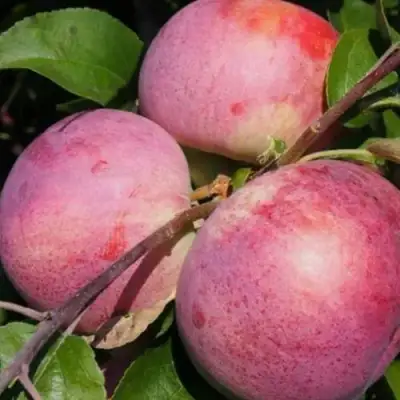 Яблоня БЕЛОРУССКОЕ МАЛИНОВОЕ в Борисове