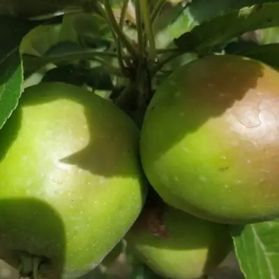 Яблоня ПАМЯТЬ СИКОРЫ в Борисове