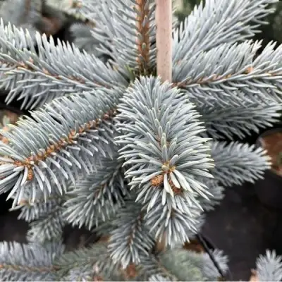 Ель РОЯЛ БЛЮ колючая  в Борисове