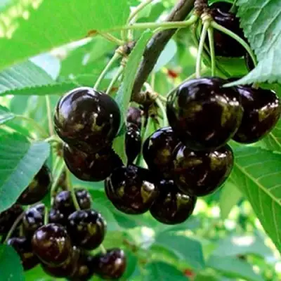 Черешня МУСКАТНАЯ в Борисове