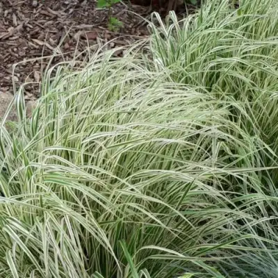 Вейник ОВЕРДАМ остроцветковый в Борисове