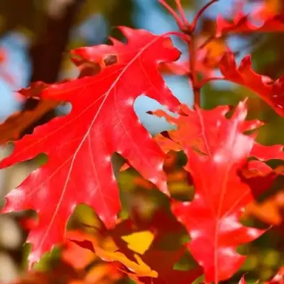 Дуб красный в Борисове