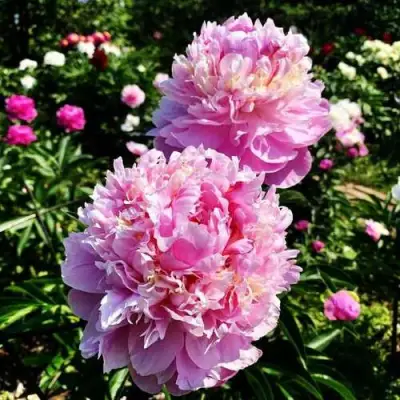 Пион ЛАВОН травянистый в Борисове