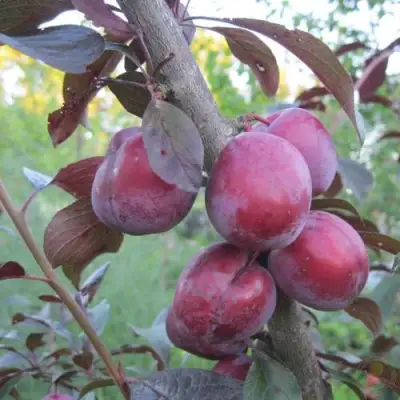 Слива ЛАМА в Борисове