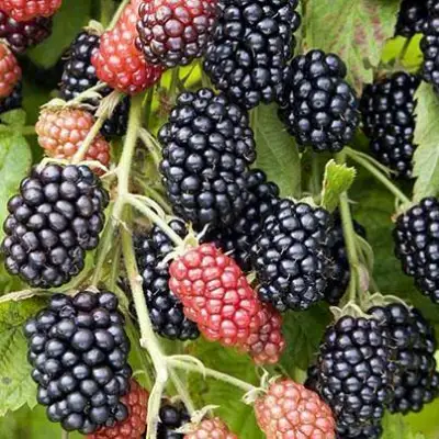 Ежевика НАВАХО бесшипная  в Борисове