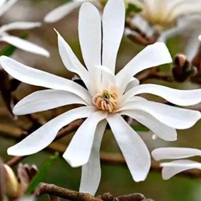 Магнолия СТЕЛЛАТА в Борисове