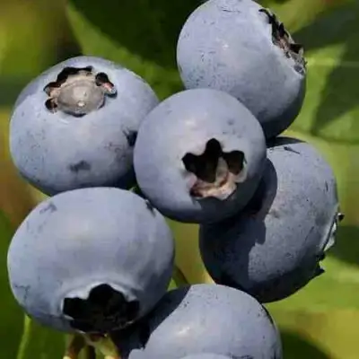 Голубика ХАРРИСОН в Борисове