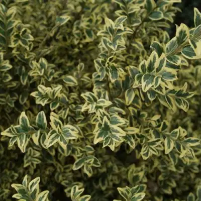 Самшит АУРЕАВАРИЕГАТА в Борисове