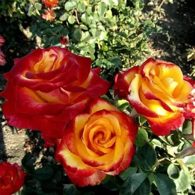 Роза ХАЙ МЭДЖИК чайно-гибридная в Борисове