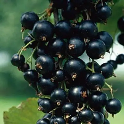 Смородина чёрная ВЕЛОЙ (ЛЕНИНГРАДСКАЯ СЛАДКАЯ) в Борисове