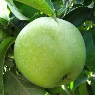 Яблоня РЕНЕТ СИМИРЕНКО в Борисове