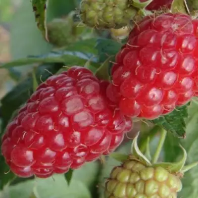 Малина РАДЗИЕВА в Борисове