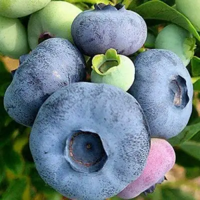 Голубика ПАТРИОТ в Борисове