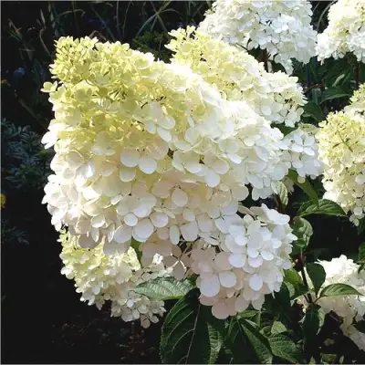 Гортензия ДИАМАНТИНО метельчатая в Борисове