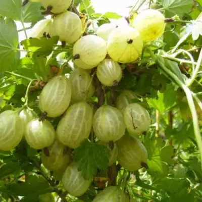 Крыжовник ИНВИКТА в Борисове