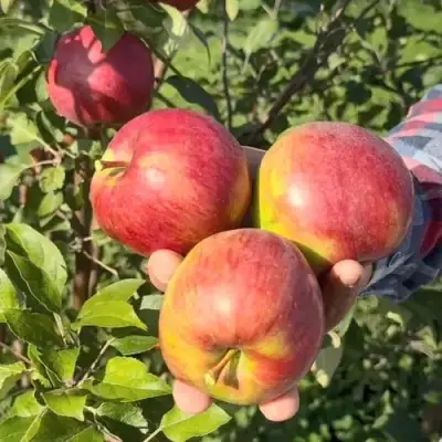 Яблоня ПОСПЕХ в Борисове