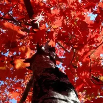 Дуб красный в Борисове