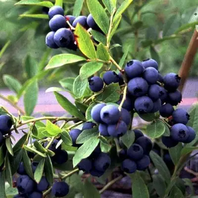 Голубика ДЖЕРСИ в Борисове