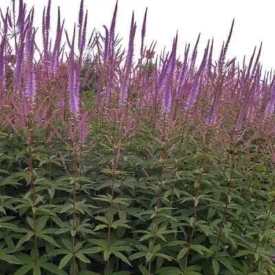 Вероникаструм ФАСЦИНЕЙШН в Борисове