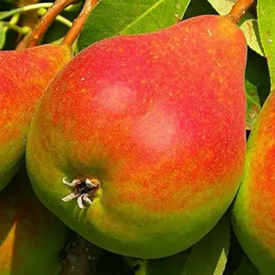 Груша ГЕРА в Борисове