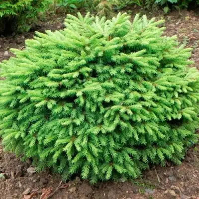 Ель НИДИФОРМИС обыкновенная в Борисове