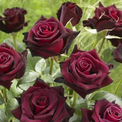 Роза БЛЭК БАККАРА чайно-гибридная в Борисове