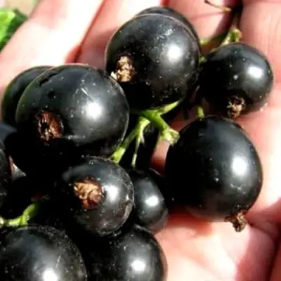 Смородина чёрная ЧЕРЕШНЁВАЯ в Борисове