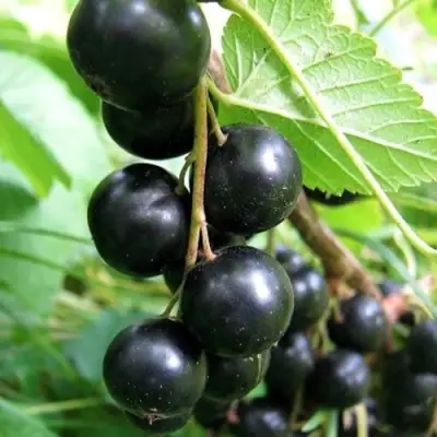 Смородина черная ЧЕРНООКАЯ в Борисове