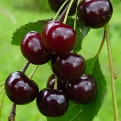 Вишня ЛАСУХА в Борисове