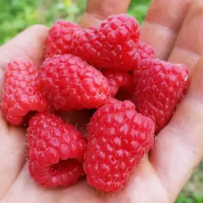 Малина ТУЛАМИН в Борисове