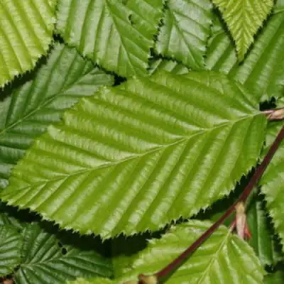 Граб японский в Борисове