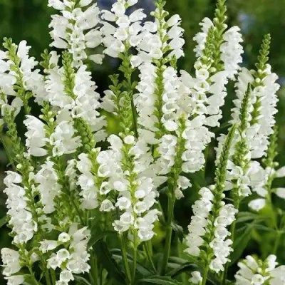 Физостегия АЛЬБА виргинская в Борисове