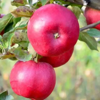 Яблоня АЙДАРЕД в Борисове