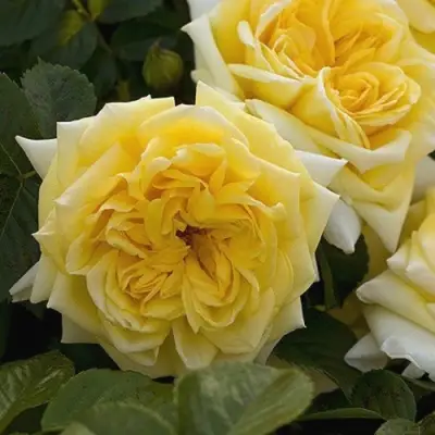 Роза НАДЯ МЕЙДИЛАНД почвопокровная в Борисове