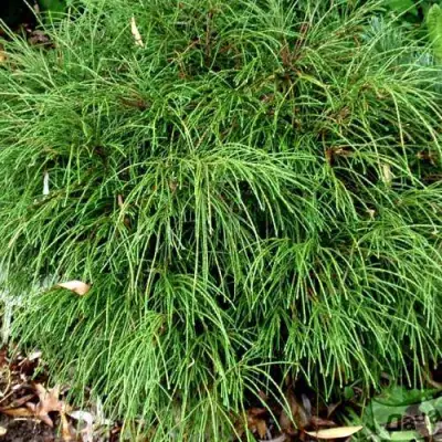 Туя ВИПКОРД складчатая в Борисове