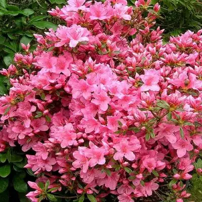 Азалия РОКОКО японская в Борисове