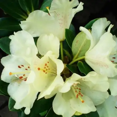 Рододендрон ГОЛДКРОН в Борисове