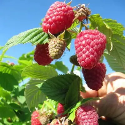 Малина ЕВРАЗИЯ в Борисове