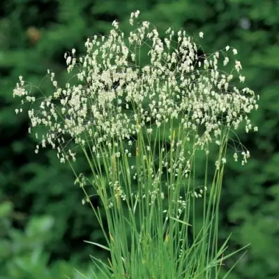 Трясунка средняя в Борисове