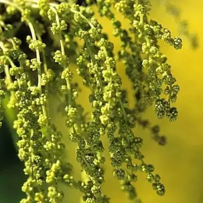 Дуб скальный в Борисове