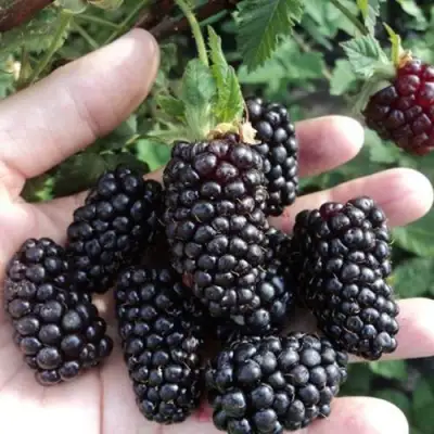 Ежевика ЛОХ НЕСС бесшипная  в Борисове