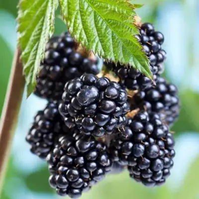 Ежевика БЛЭК САТИН бесшипная  в Борисове