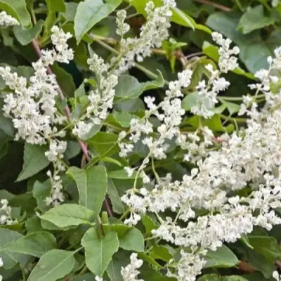 Фаллопия АУБЕРТА в Борисове