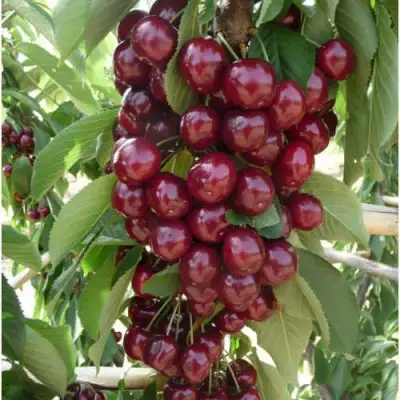 Вишня КОРОЛЕВА колонновидная в Борисове