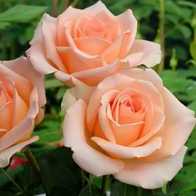 Роза ВЕРСИЛИЯ чайно-гибридная в Борисове