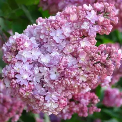 Сирень ПАМЯТЬ О ВЕХОВЕ в Борисове