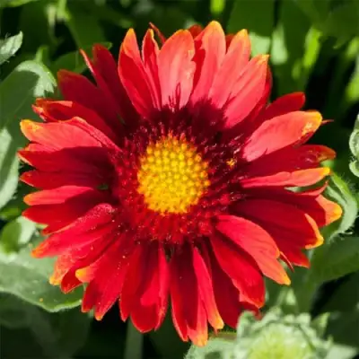 Гайлардия АРИЗОНА РЕД ШЕЙДС в Борисове