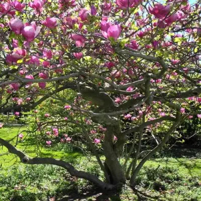 Магнолия СУЛАНЖА в Борисове