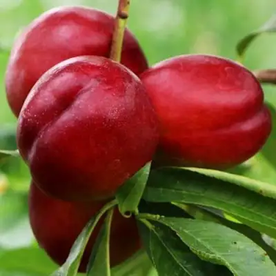 Нектарин КРЫМЧАНИН в Борисове