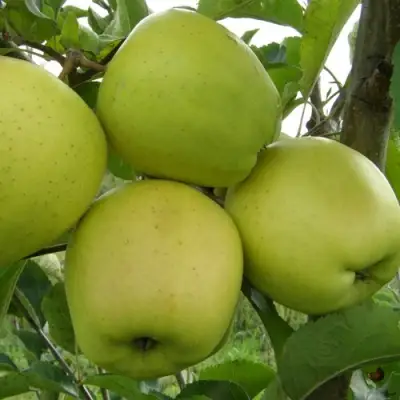 Яблоня КОШТЕЛЯ в Борисове